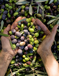 Gemlik Yağlı Sele Siyah Zeytin (231-260 Kalibre) 1 KG - Thumbnail