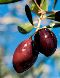 Gemlik Yağlı Sele Siyah Zeytin (231-260 Kalibre) 1 KG - Thumbnail